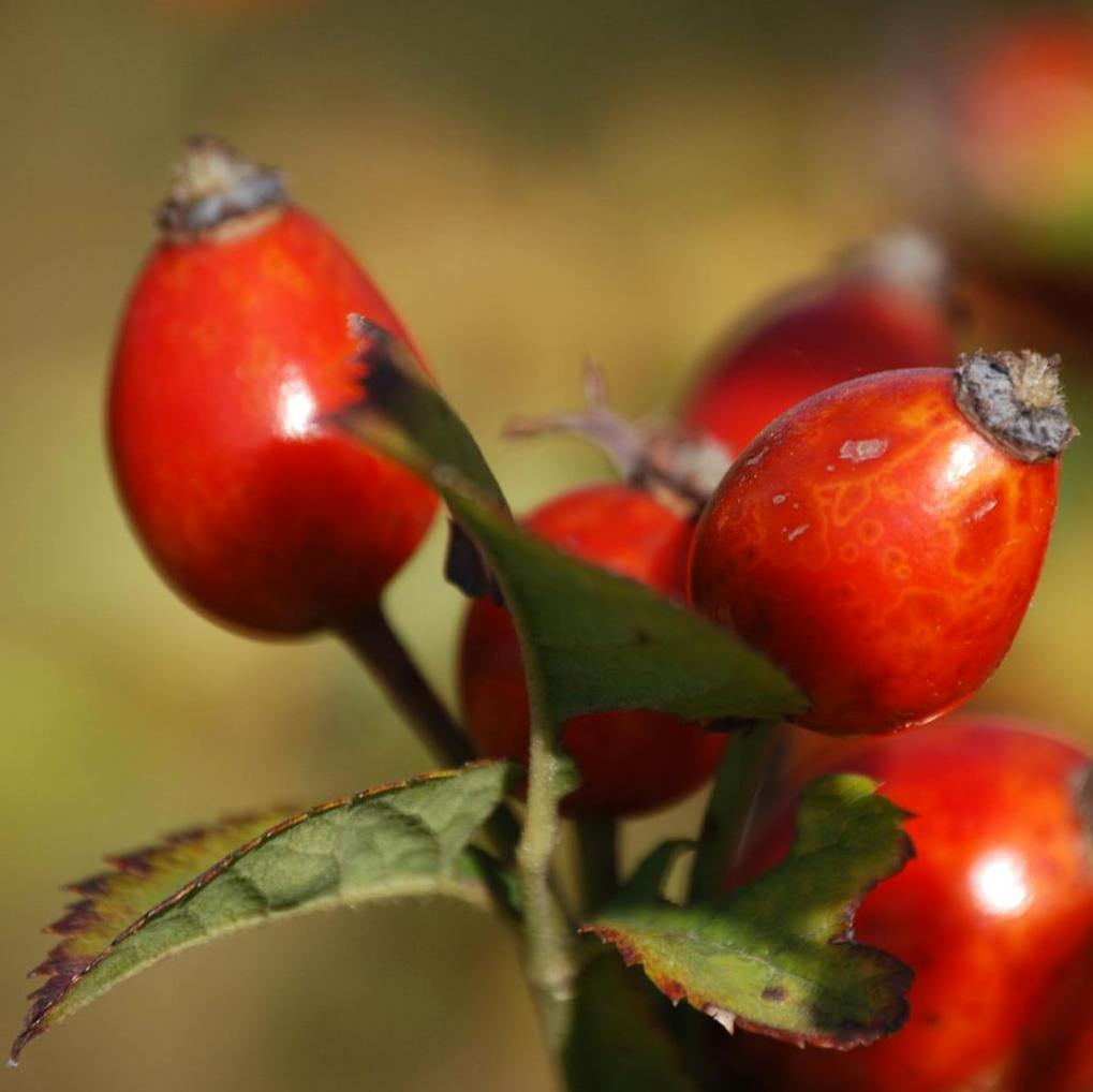 Ingredient Image 4