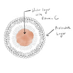 Vitamin C in protective layer illustration